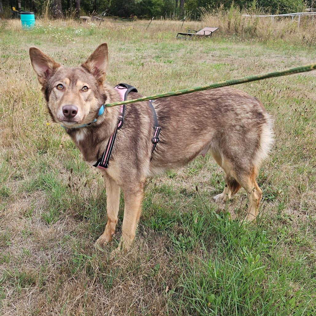 Enlarge Konah, a Adoptable mixed breed in Oakville, WA image 5/6
