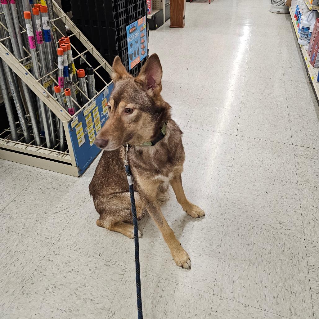 Enlarge Konah, a Adoptable mixed breed in Oakville, WA image 6/6