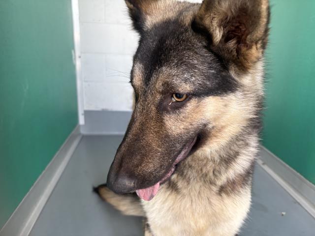 Enlarge A253333, a Adoptable mixed breed in Visalia, CA image 1/1