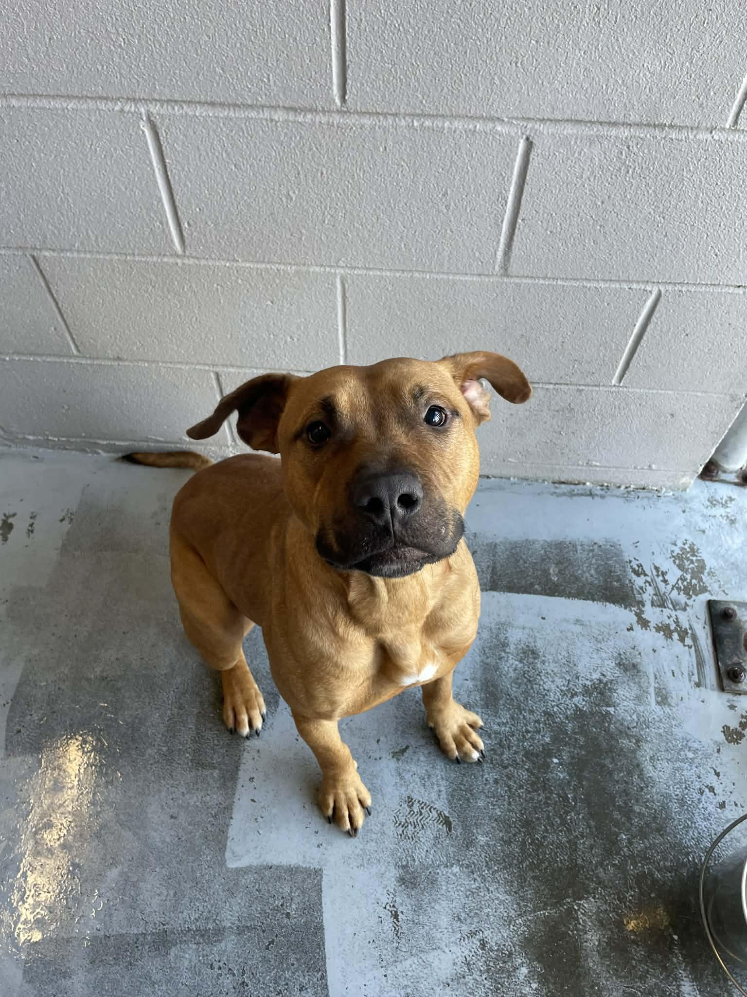 Enlarge Kodak, a ADOPTABLE mixed breed in Bishopville, SC image 4/5