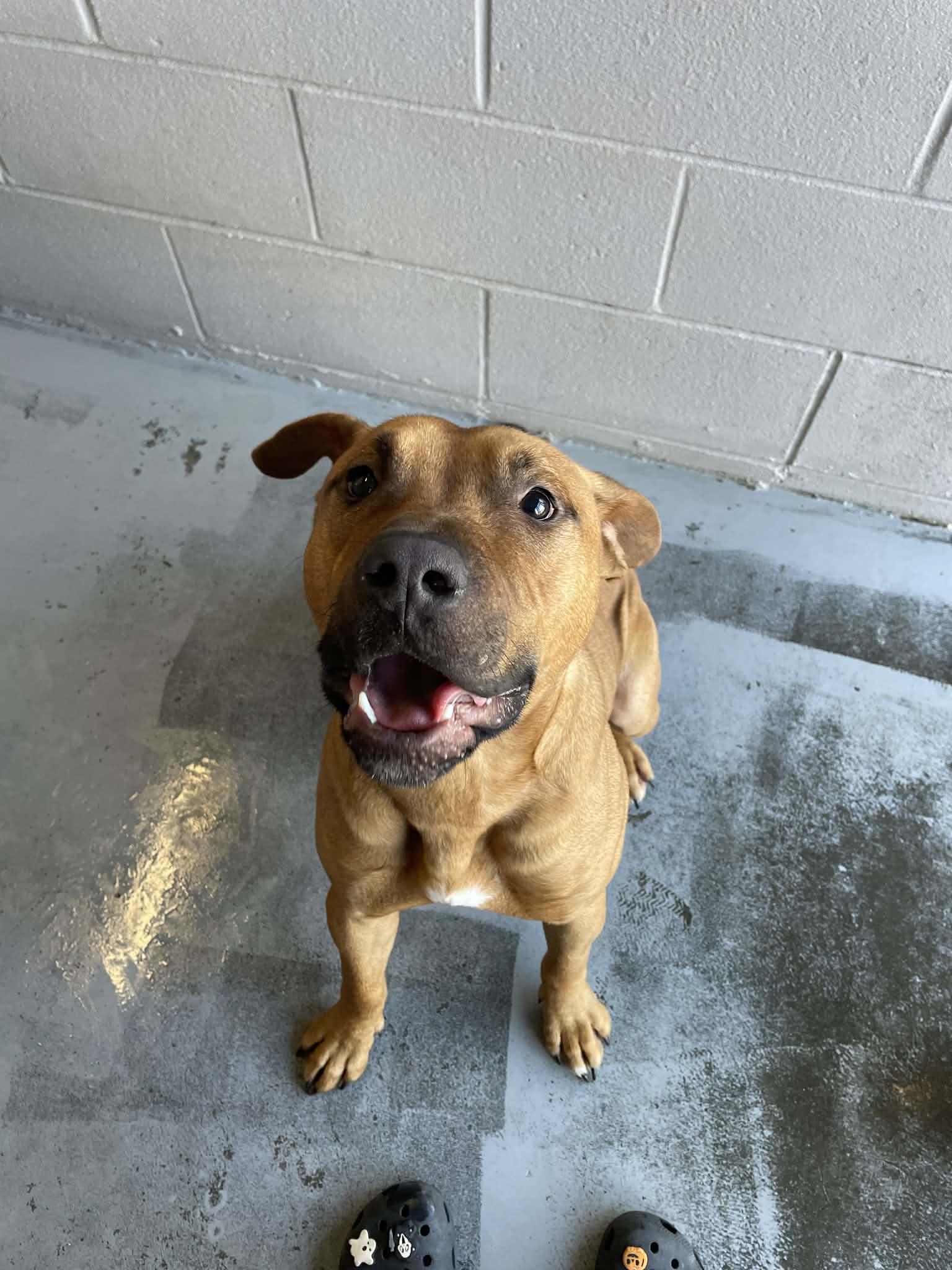 Enlarge Kodak, a ADOPTABLE mixed breed in Bishopville, SC image 5/5