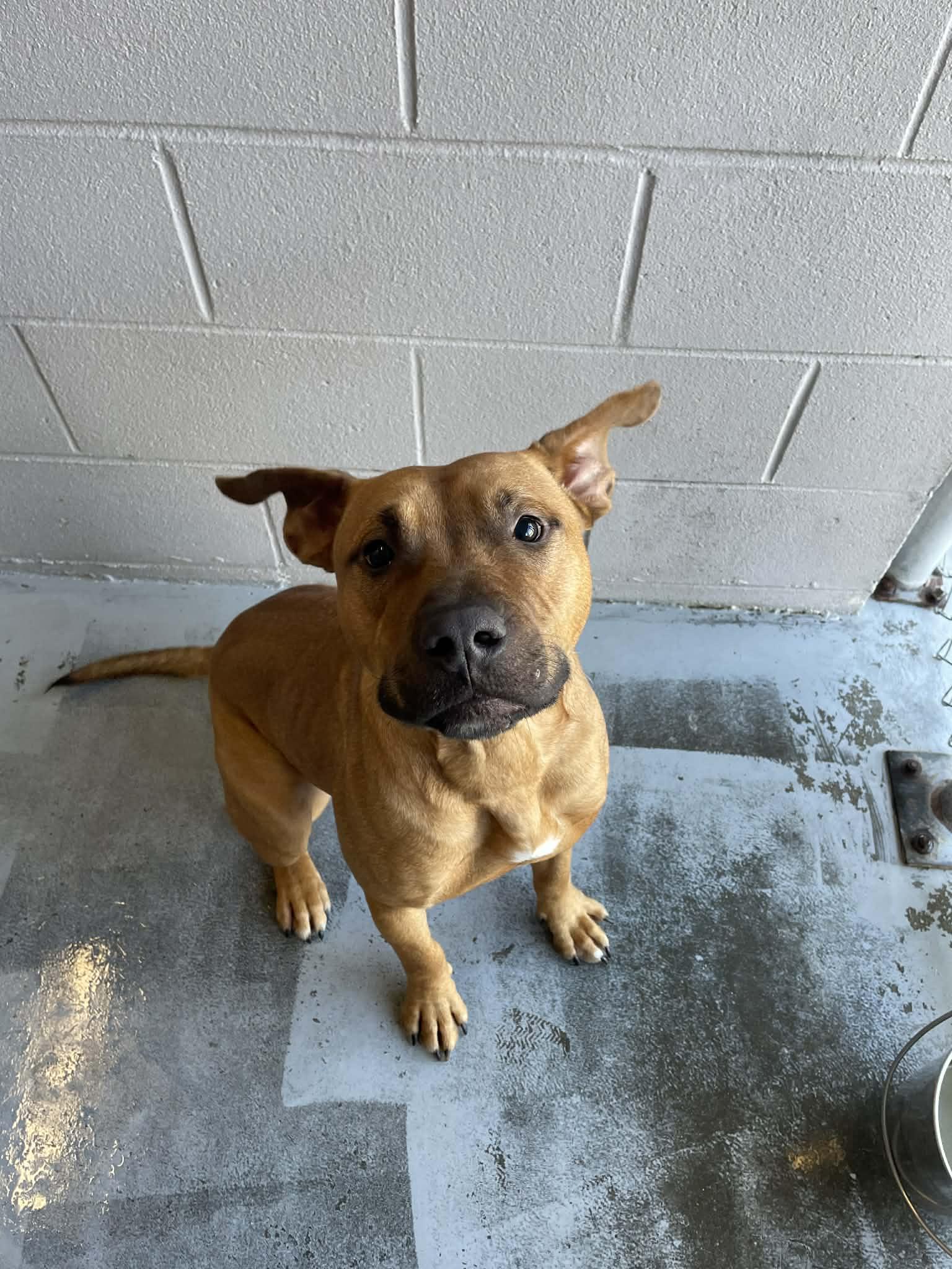 Enlarge Kodak, a ADOPTABLE mixed breed in Bishopville, SC image 1/5