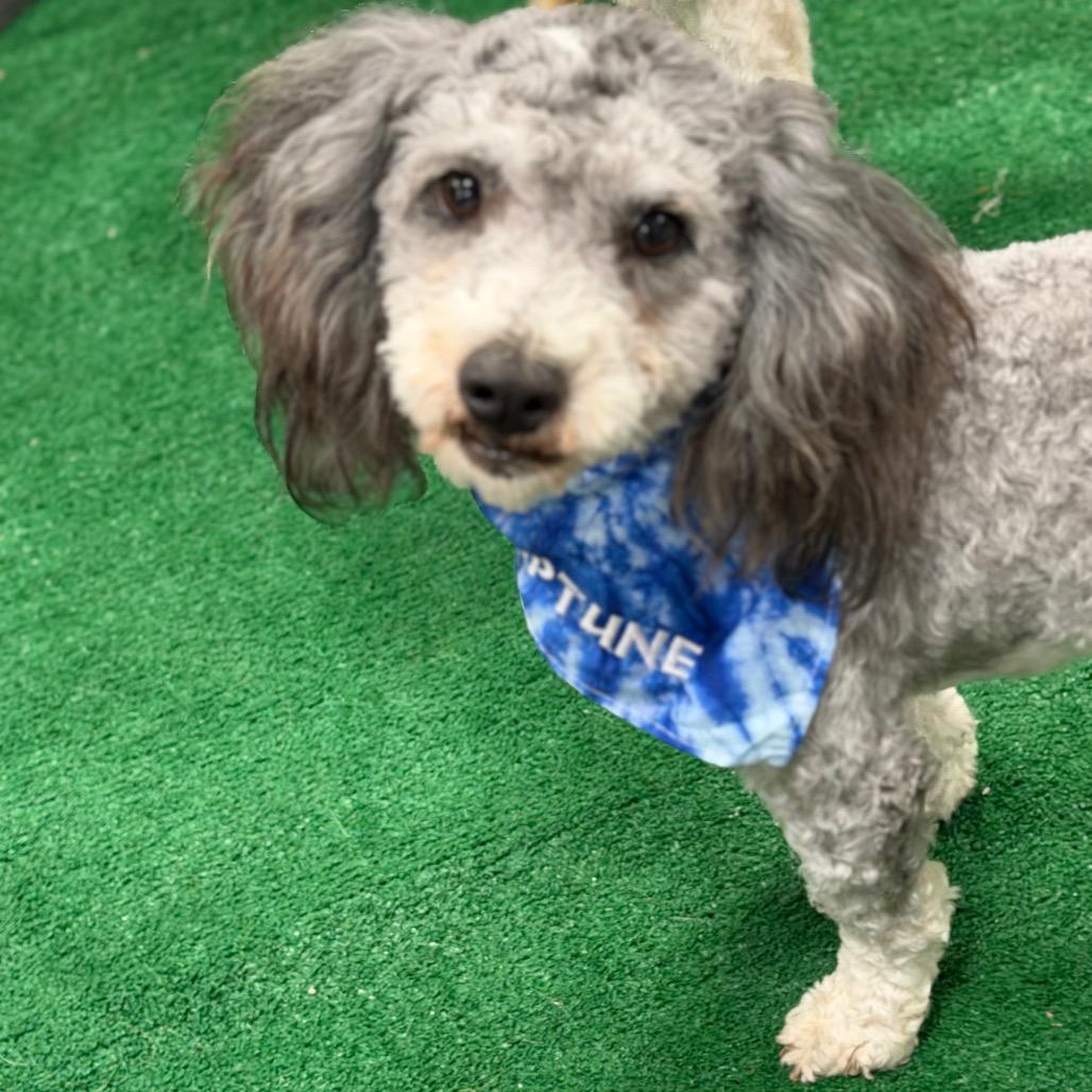 Neptune, Adoptable, Adult Male Miniature Poodle.