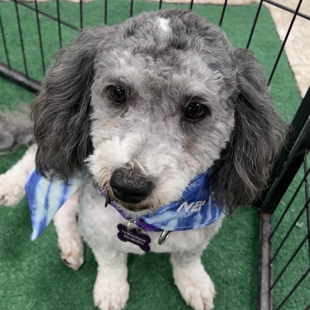 Neptune, a Adoptable Miniature Poodle in Phoenix, AZ image 2/5