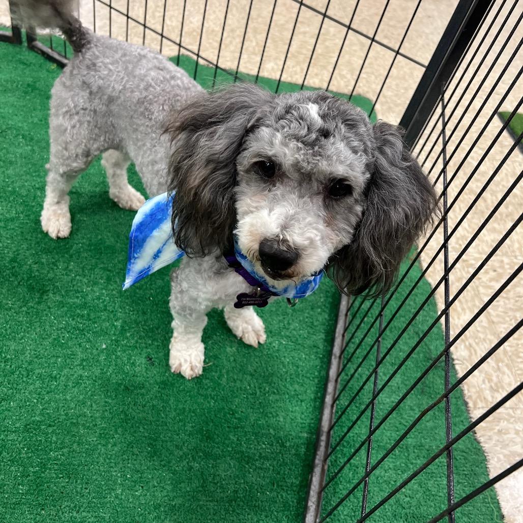 Neptune, a Adoptable Miniature Poodle in Phoenix, AZ image 3/5