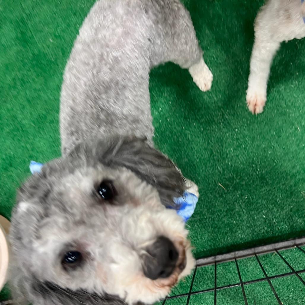 Neptune, a Adoptable Miniature Poodle in Phoenix, AZ image 4/5