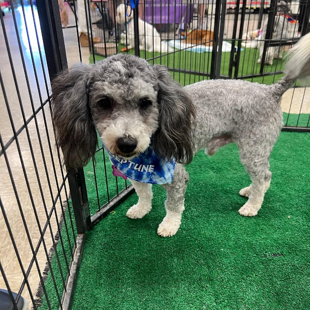 Neptune, a Adoptable Miniature Poodle in Phoenix, AZ image 5/5