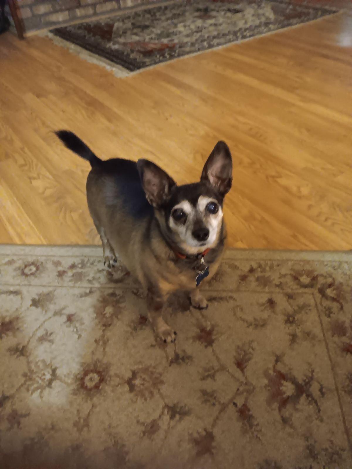 Lil Boy (Courtesy Post) photo 4