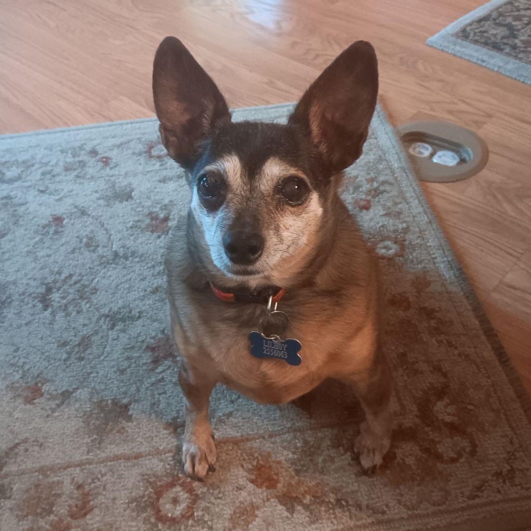 Lil Boy (Courtesy Post) Chihuahua Dog