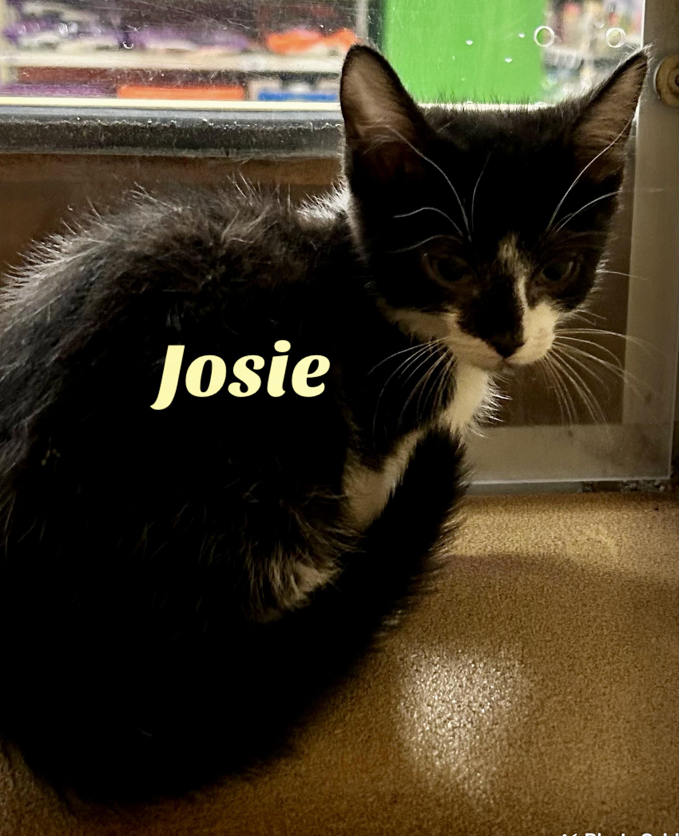 Enlarge Josie, a Adoptable Domestic Short Hair in Owasso, OK image 1/2