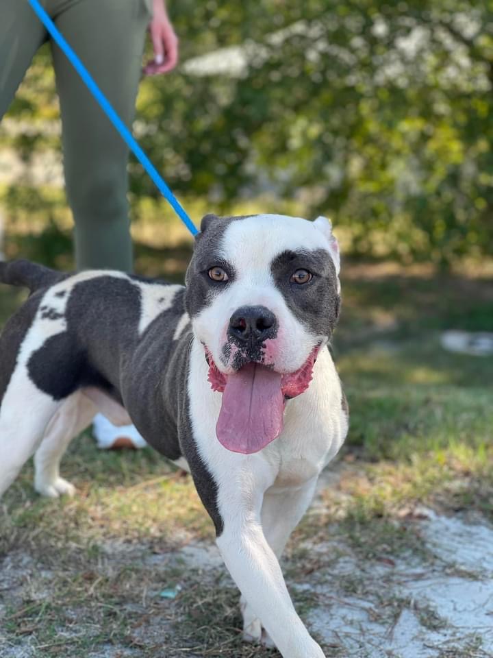 Wags, an adoptable Mixed Breed in St. Albans, VT, 05478 | Photo Image 1