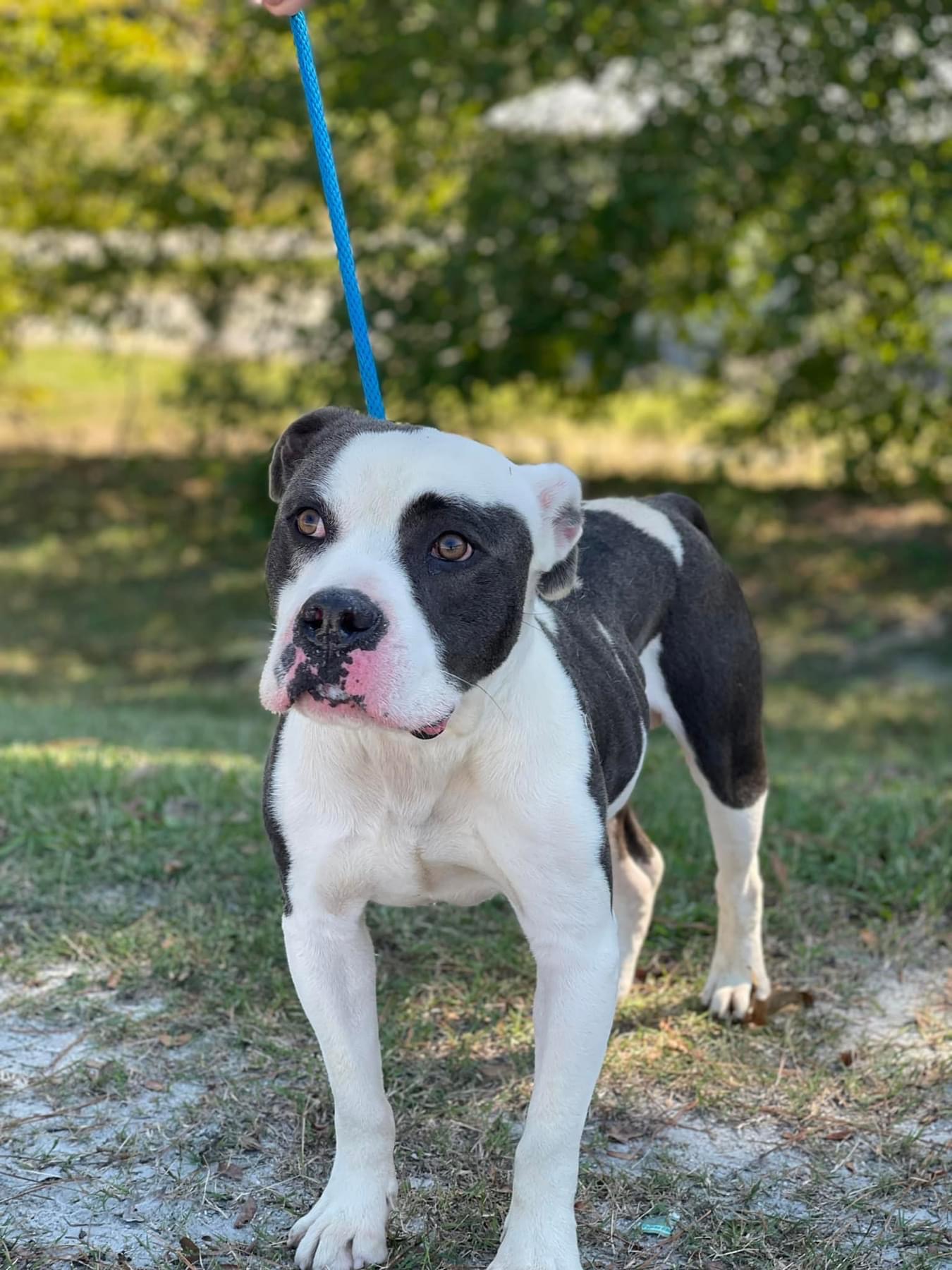 Wags, an adoptable Mixed Breed in St. Albans, VT, 05478 | Photo Image 2