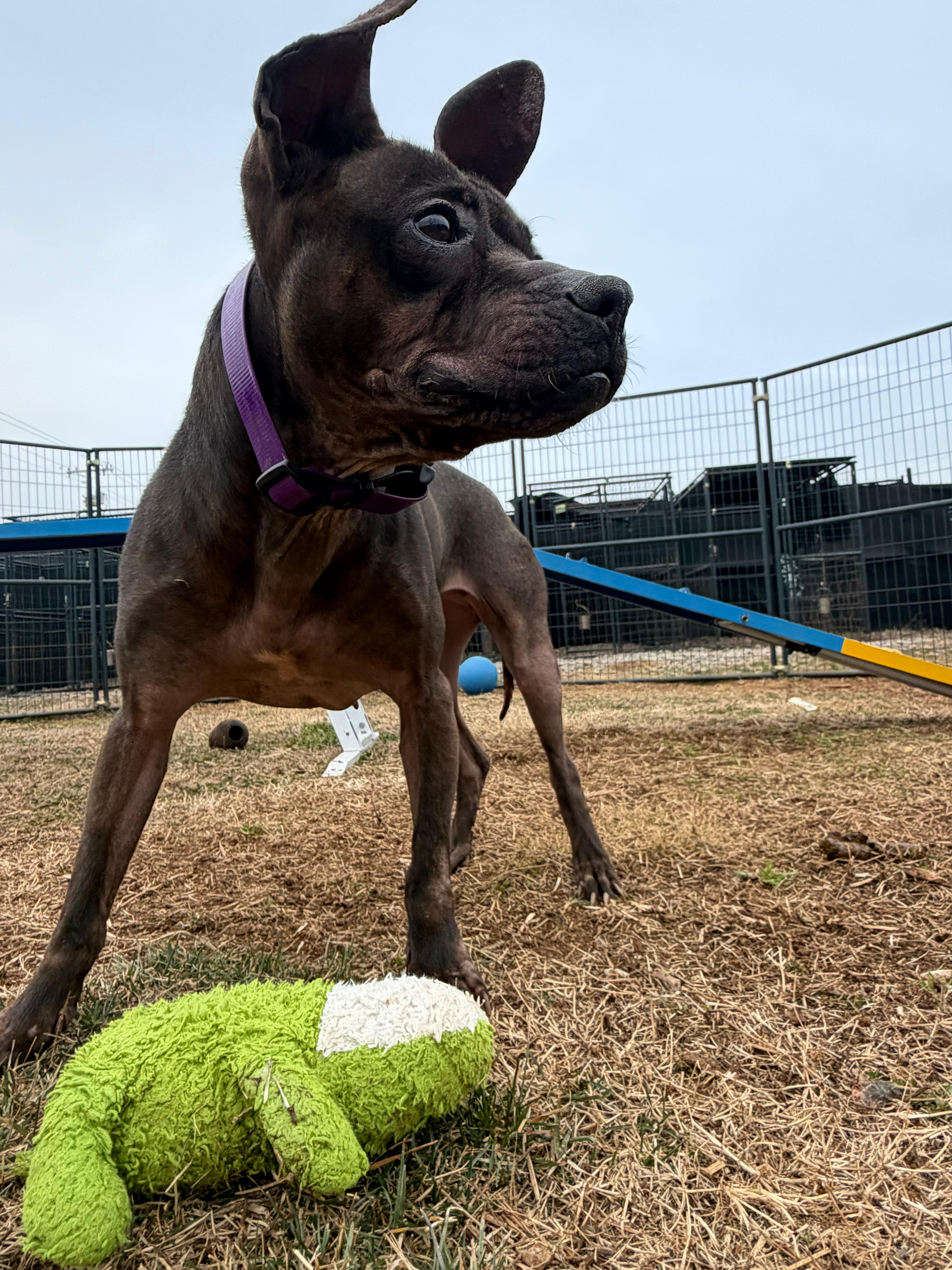 Enlarge Dixie, a ADOPTABLE Mixed Breed in PHILADELPHIA, TN image 1/1