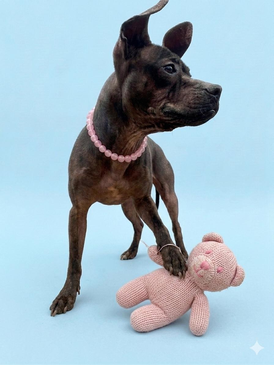 Dixie, ADOPTABLE, Adult Female Mixed Breed.