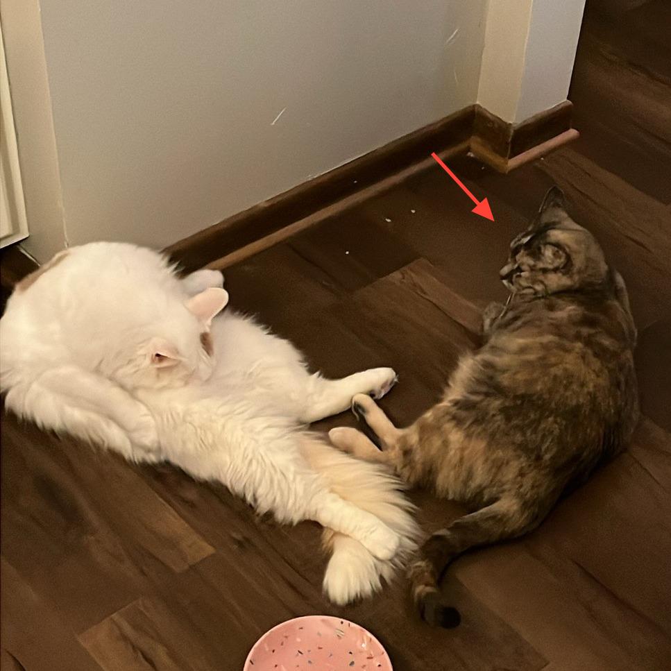 Enlarge Queen Anne's Revenge, a Adoptable Domestic Short Hair in Middleton, WI image 1/3