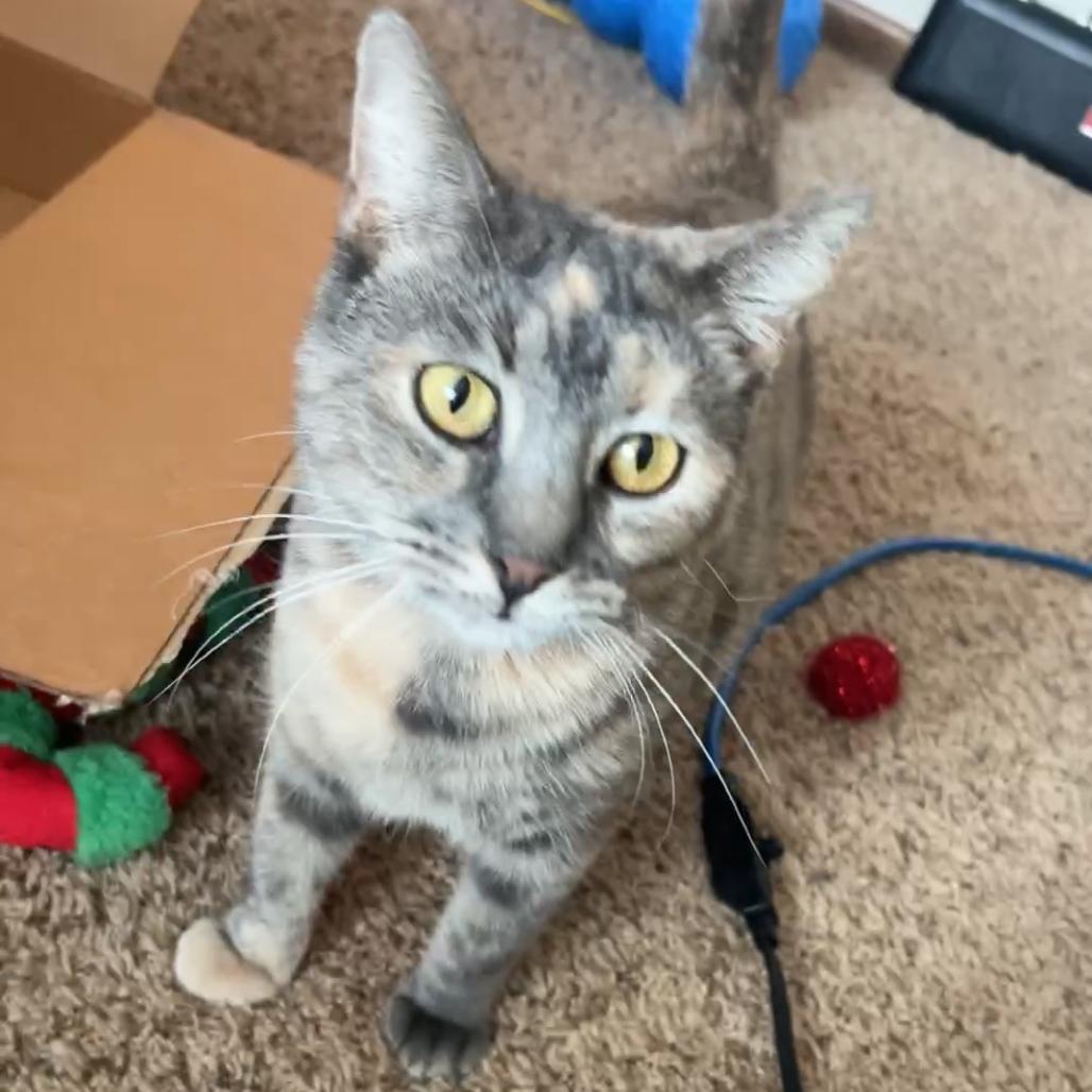 Enlarge Queen Anne's Revenge, a Adoptable Domestic Short Hair in Middleton, WI image 3/3