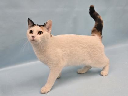 Snowcone, Adoptable, Young Female Domestic Short Hair.