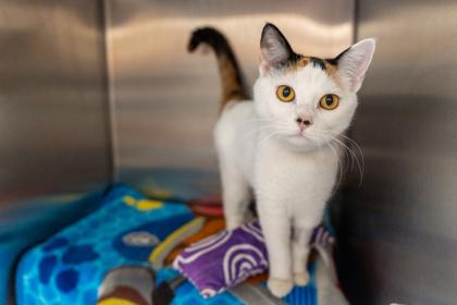 Enlarge Snowcone, a Adoptable Domestic Short Hair in Coon Rapids, MN image 2/2