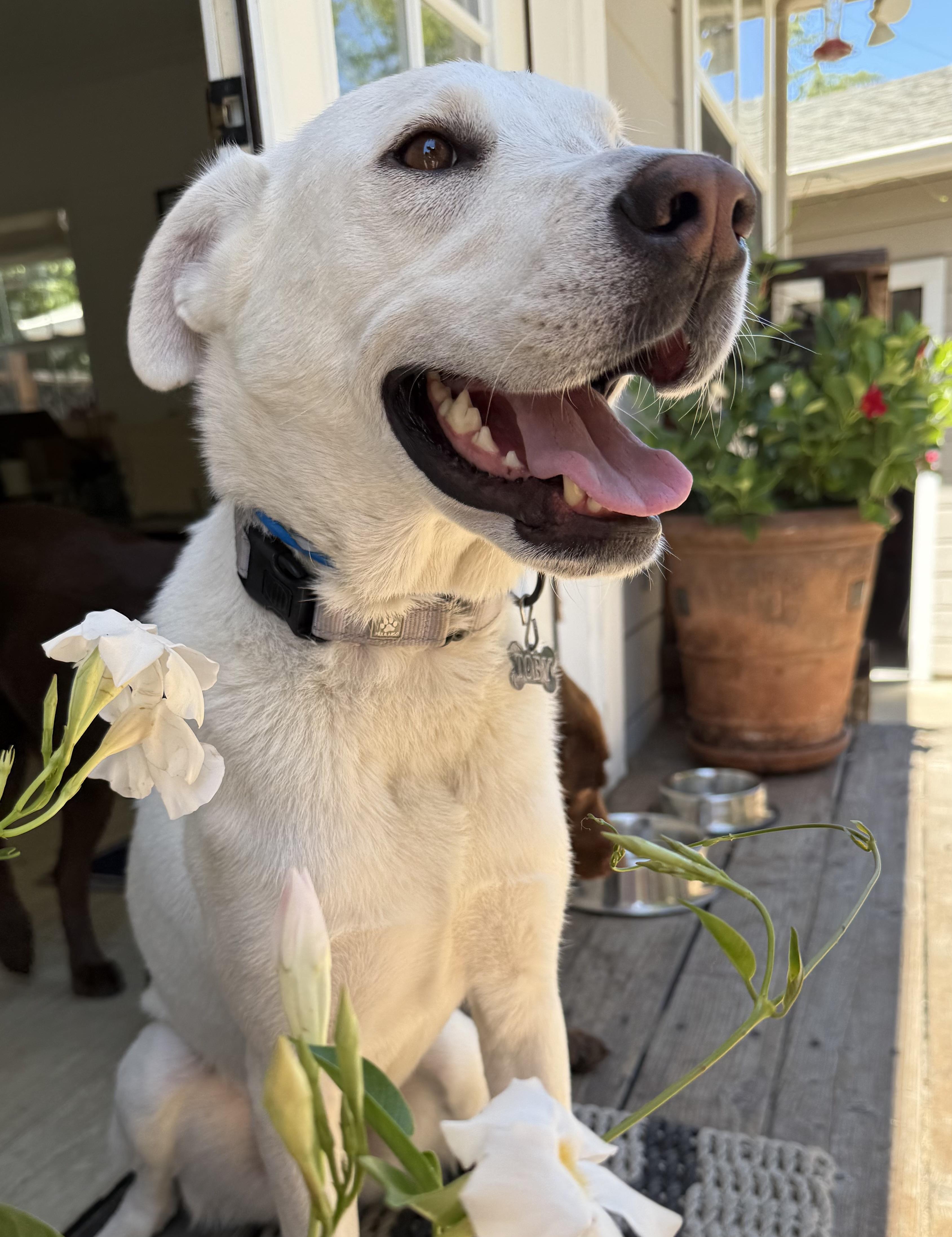 Toby, Adult Male unknown