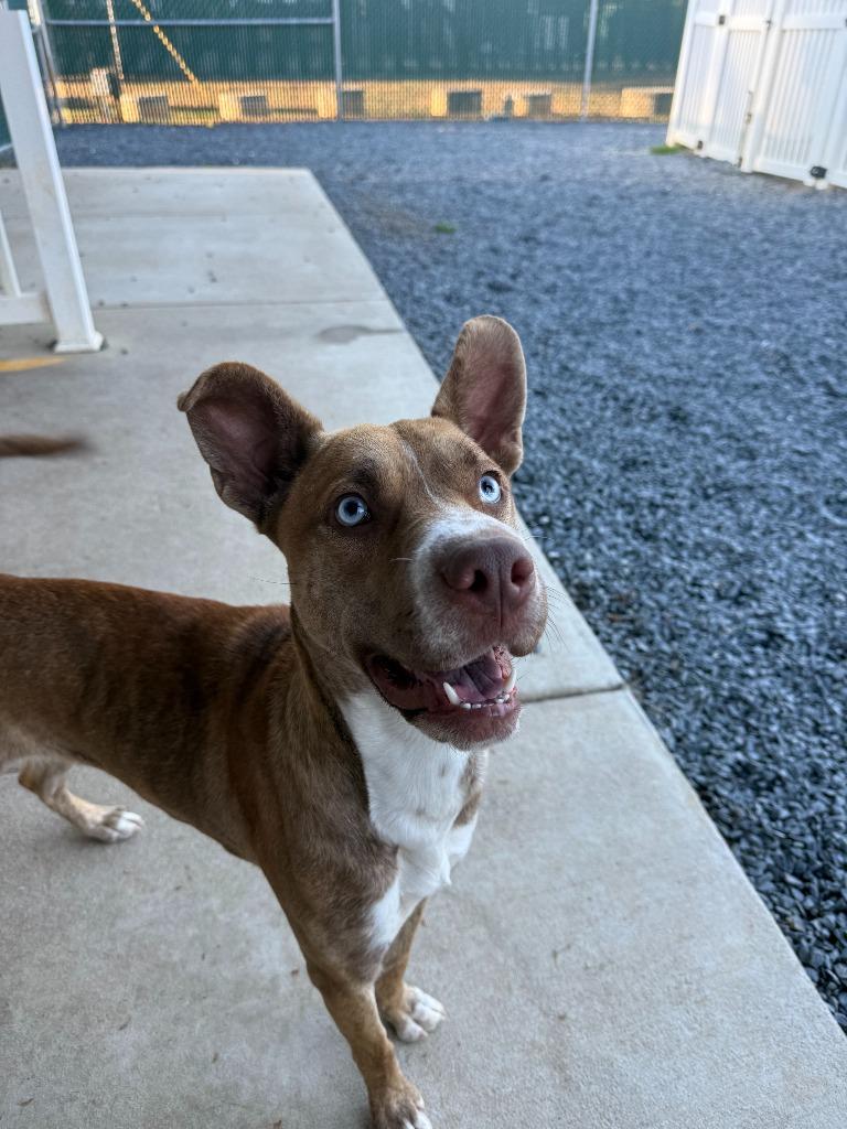 Pepsi, Adoptable, Young Female Mixed Breed.