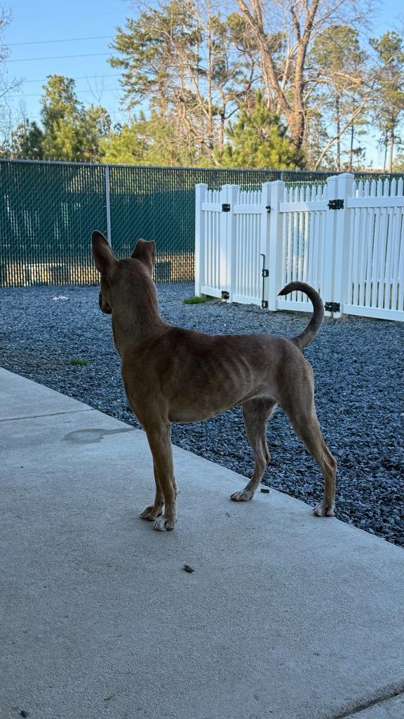 Enlarge Pepsi, a Adoptable mixed breed in Mount Gilead, NC image 2/5