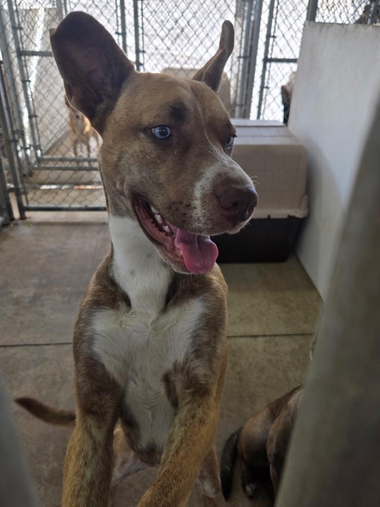 Enlarge Pepsi, a Adoptable mixed breed in Mount Gilead, NC image 3/5