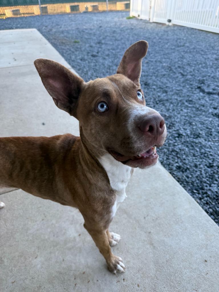 Enlarge Pepsi, a Adoptable mixed breed in Mount Gilead, NC image 4/5