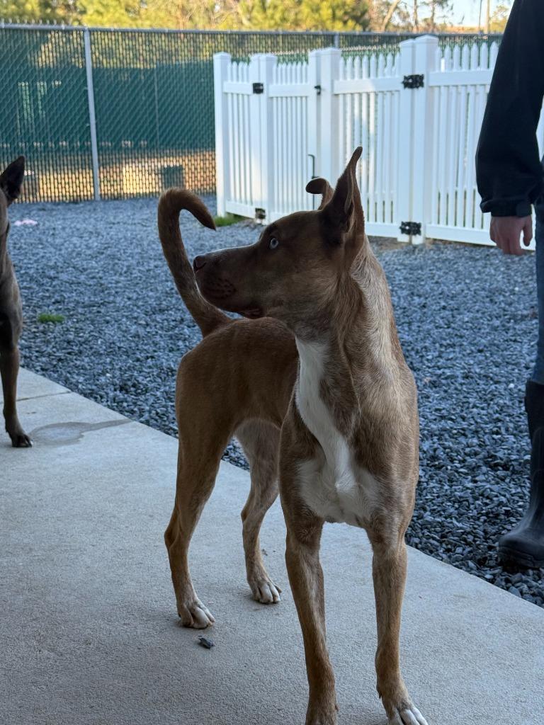 Enlarge Pepsi, a Adoptable mixed breed in Mount Gilead, NC image 5/5
