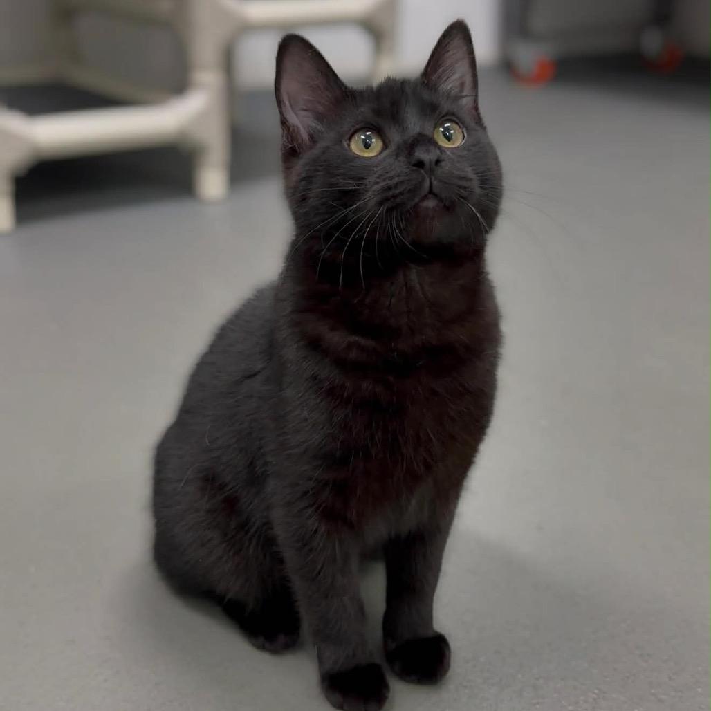 Deacon, Adoptable, Young Male Domestic Short Hair.