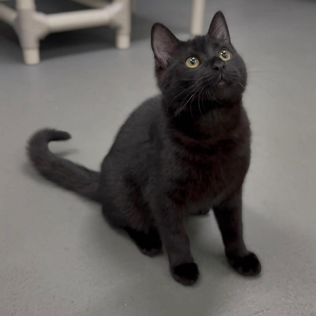 Enlarge Deacon, a Adoptable Domestic Short Hair in Walnut Cove, NC image 2/5