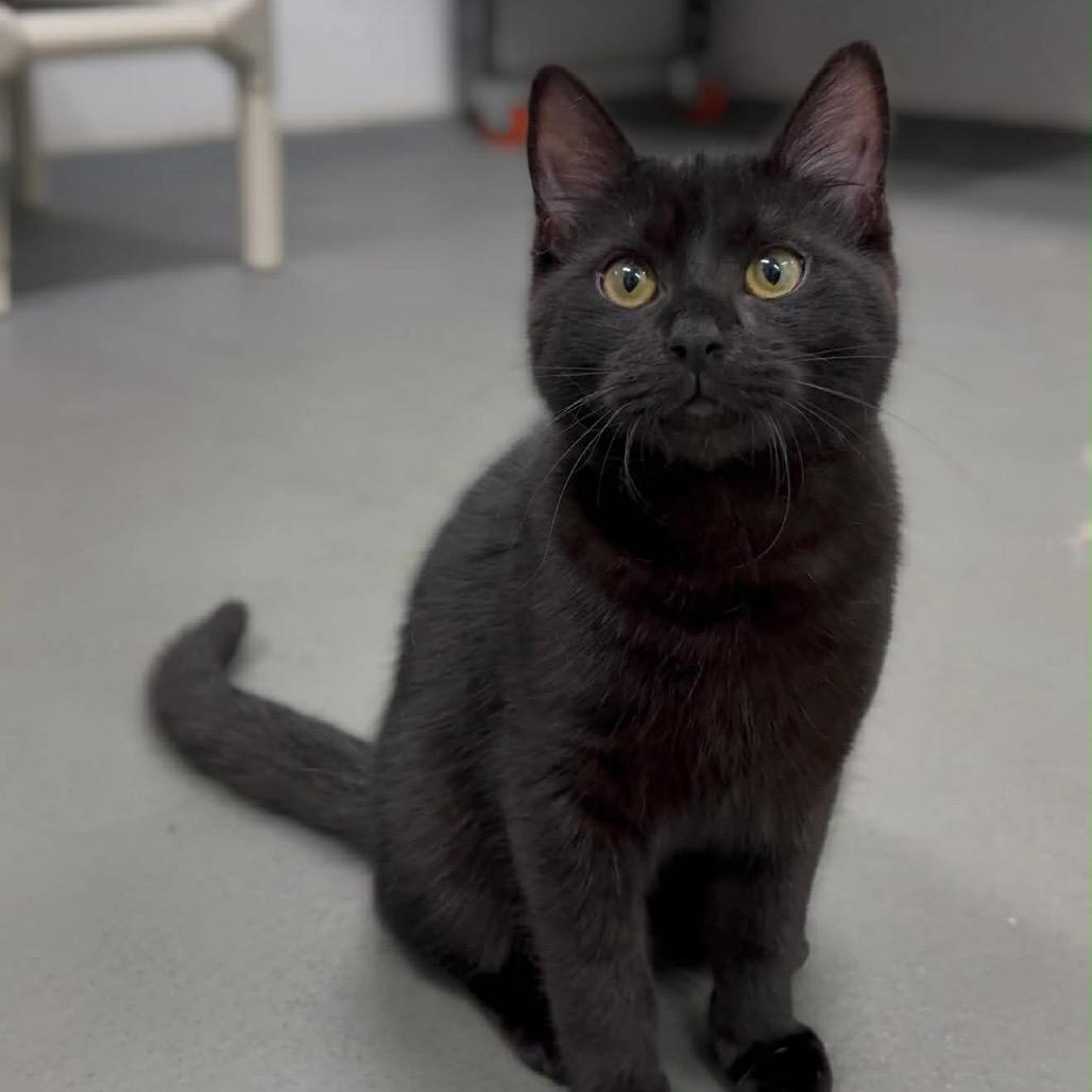 Enlarge Deacon, a Adoptable Domestic Short Hair in Walnut Cove, NC image 3/5