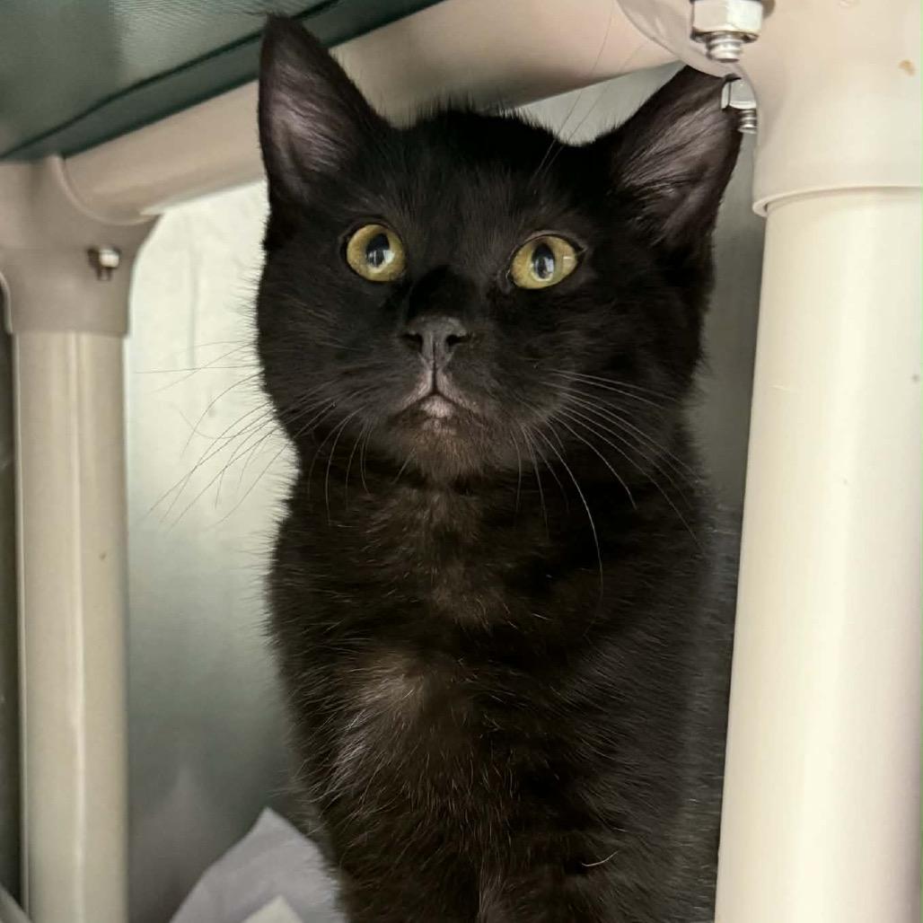 Enlarge Deacon, a Adoptable Domestic Short Hair in Walnut Cove, NC image 5/5