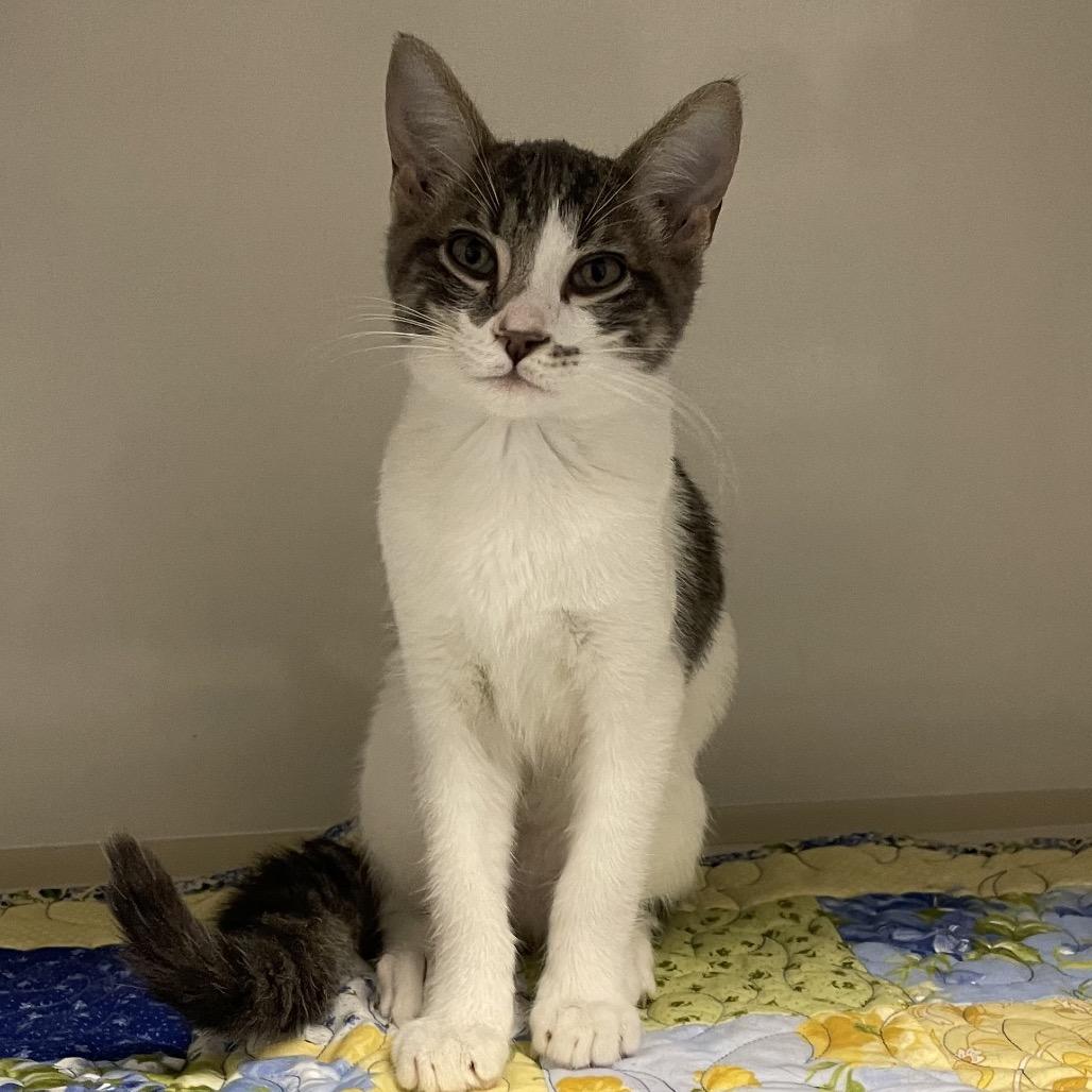 Enlarge Sir Charles Kittenbottoms the First, a Adoptable Domestic Short Hair in Floresville, TX image 1/1