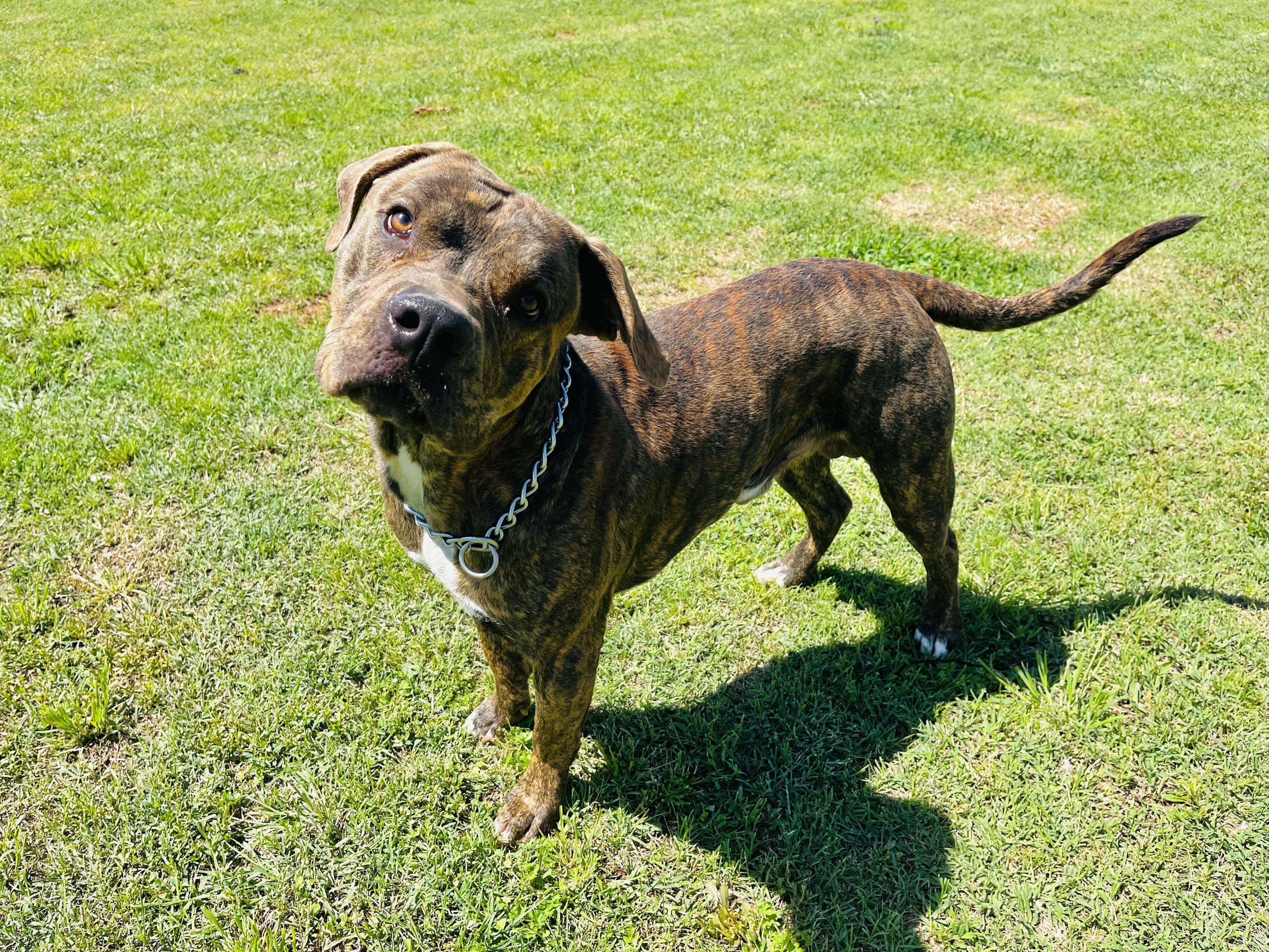 Rico Suave , ADOPTABLE, Adult Male Mixed Breed.