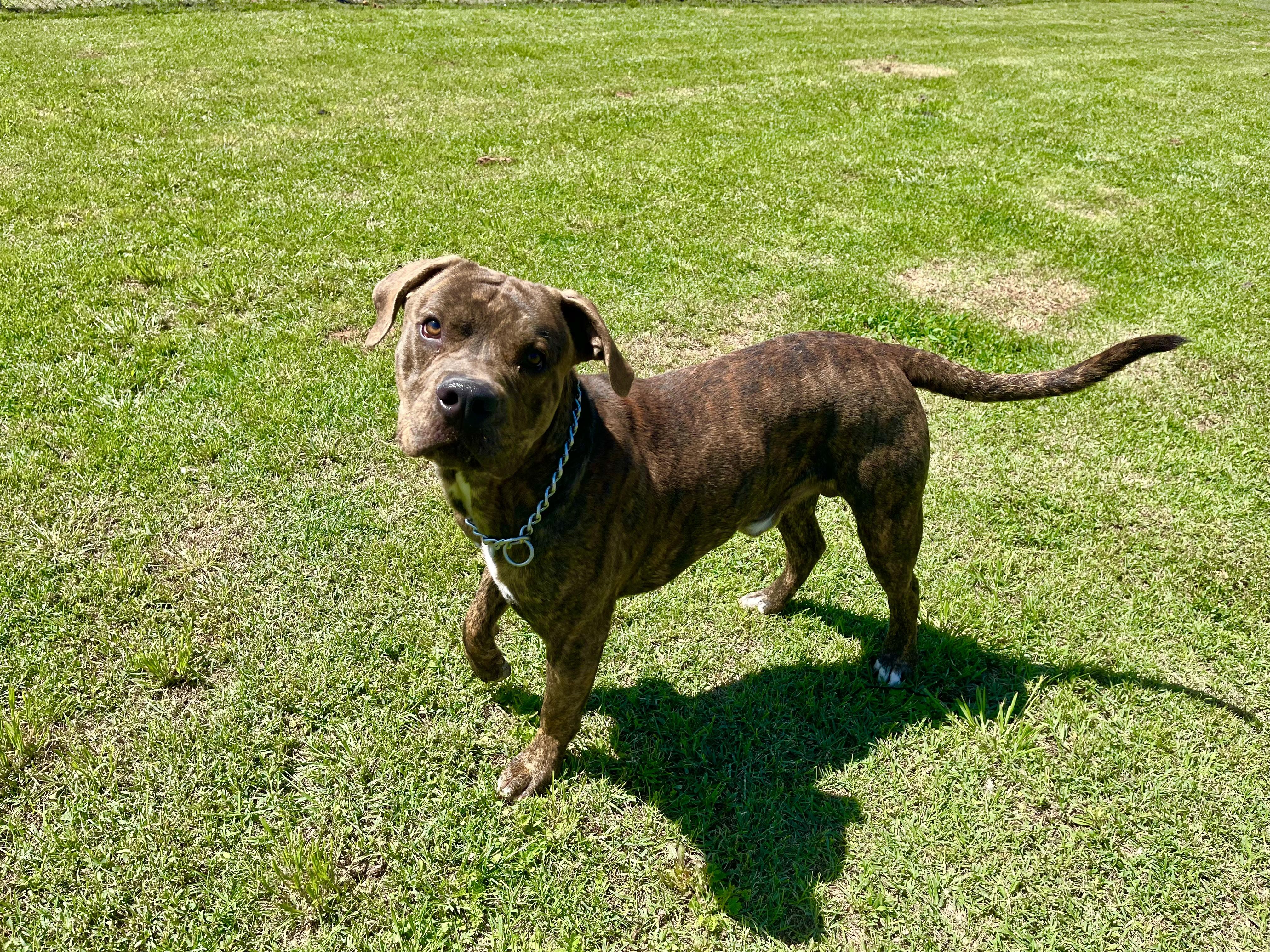 Enlarge Rico Suave , a ADOPTABLE Mixed Breed in Chickasha, OK image 2/2