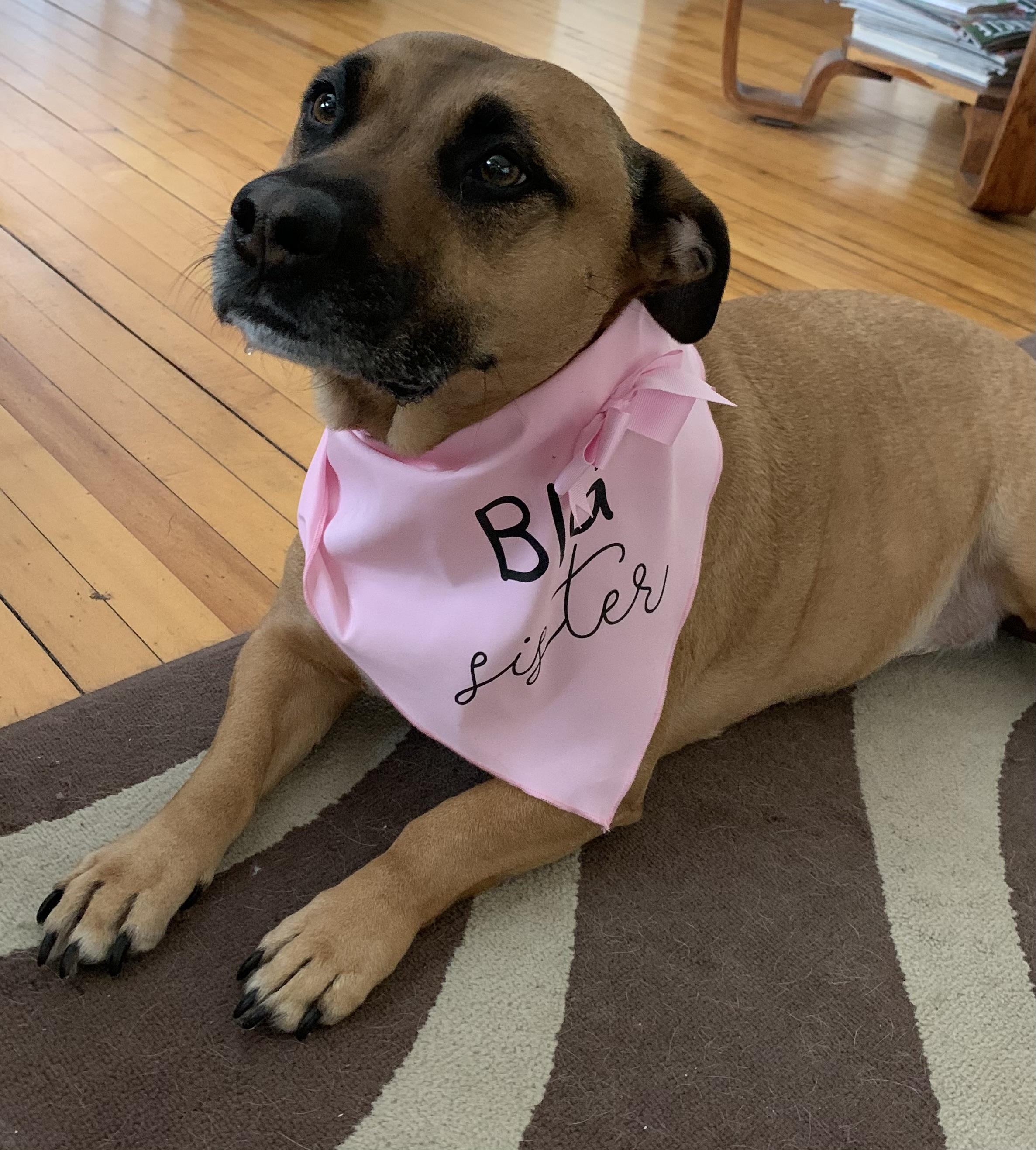 Enlarge Sadie Courtesy Listed, a ADOPTABLE mixed breed in Midland, MI image 2/6