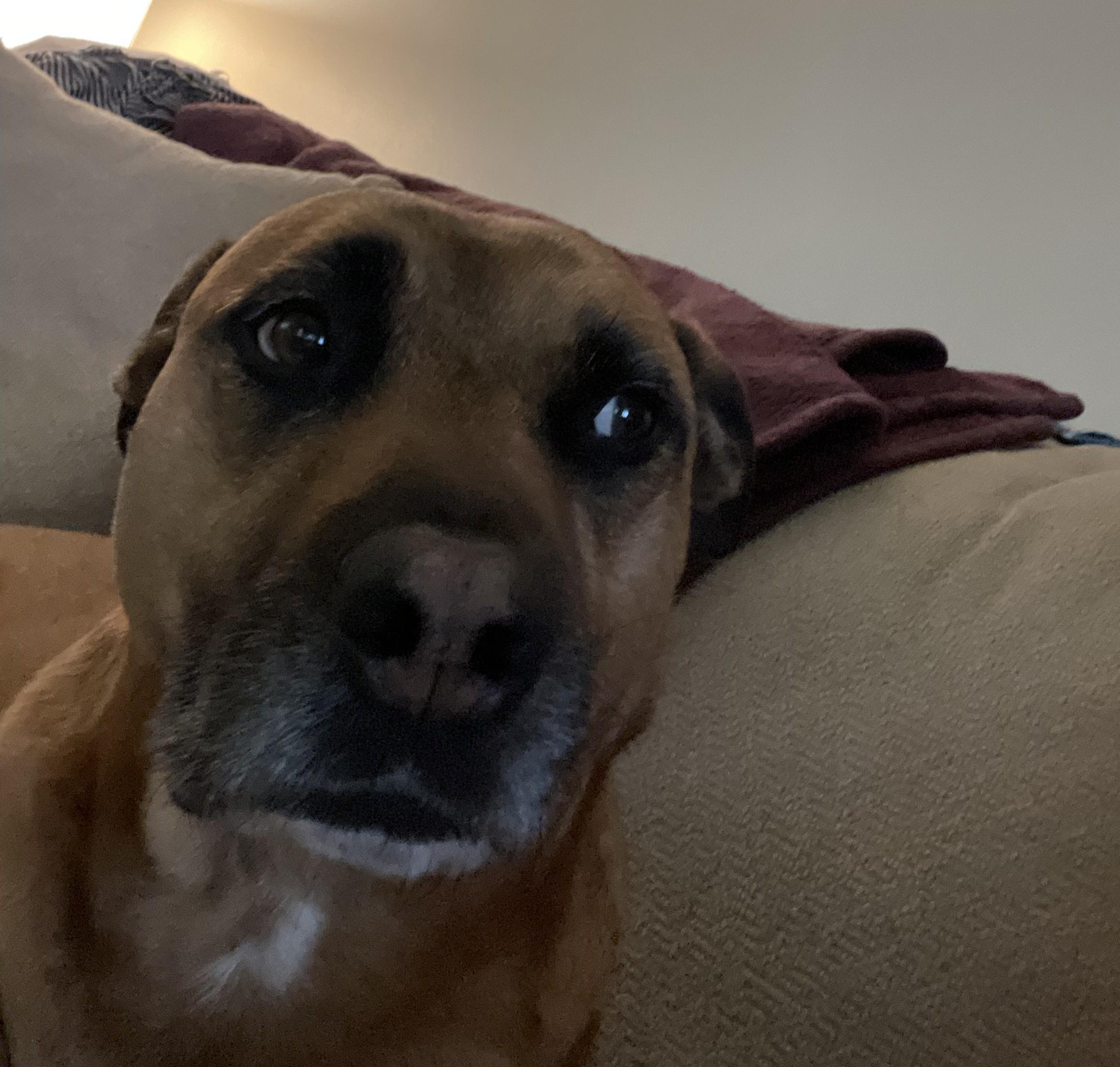 Enlarge Sadie Courtesy Listed, a ADOPTABLE mixed breed in Midland, MI image 3/6