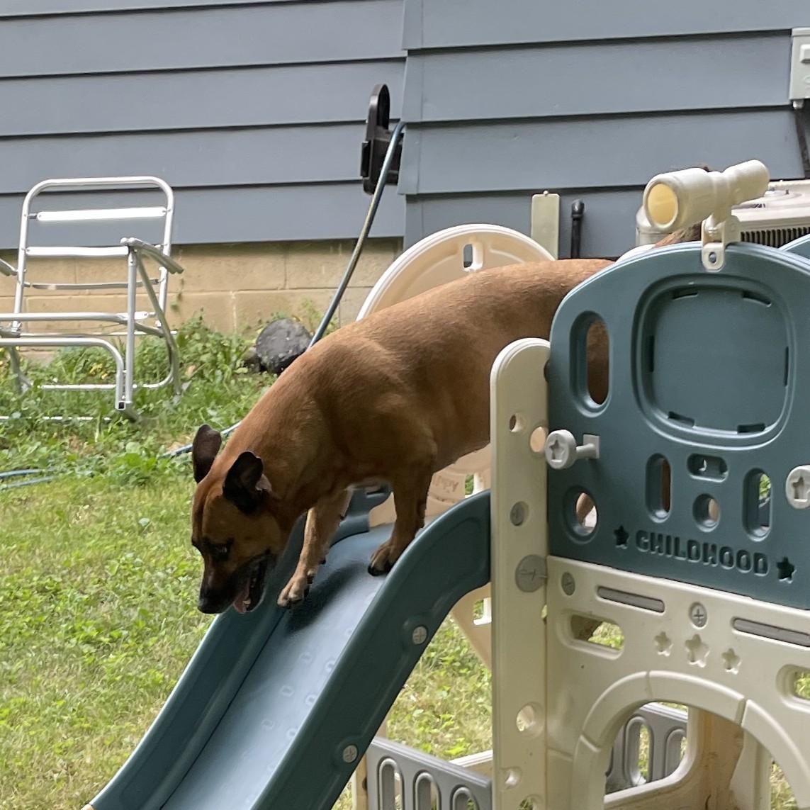 Enlarge Sadie Courtesy Listed, a ADOPTABLE mixed breed in Midland, MI image 4/6