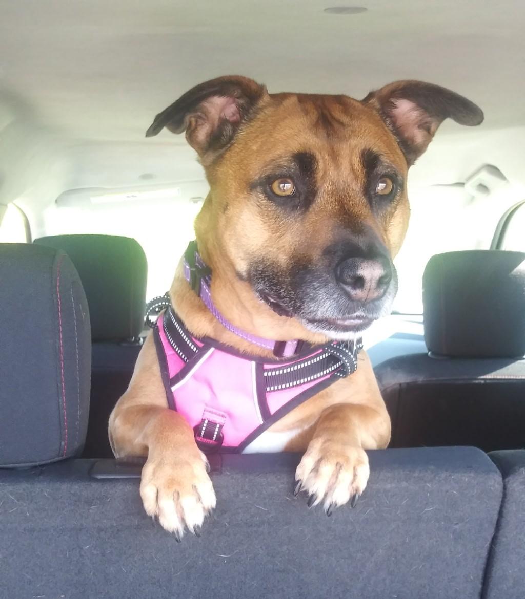 Sadie Courtesy Listed, ADOPTABLE, Adult Female Boxer & Dachshund.