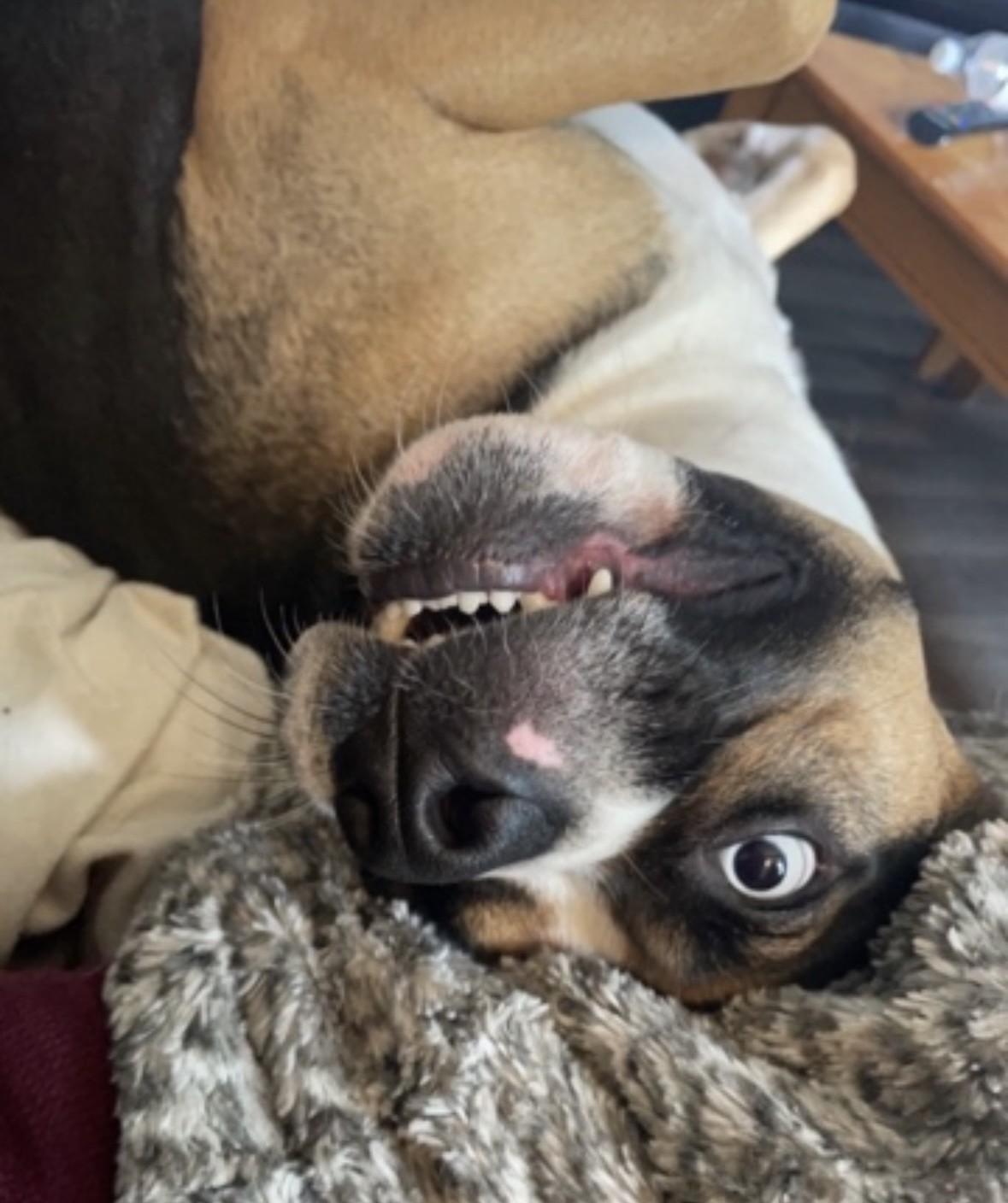 Enlarge Sadie Courtesy Listed, a ADOPTABLE mixed breed in Midland, MI image 6/6