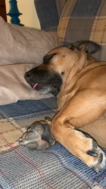 Enlarge Sadie Courtesy Listed, a ADOPTABLE mixed breed in Midland, MI video 5/6