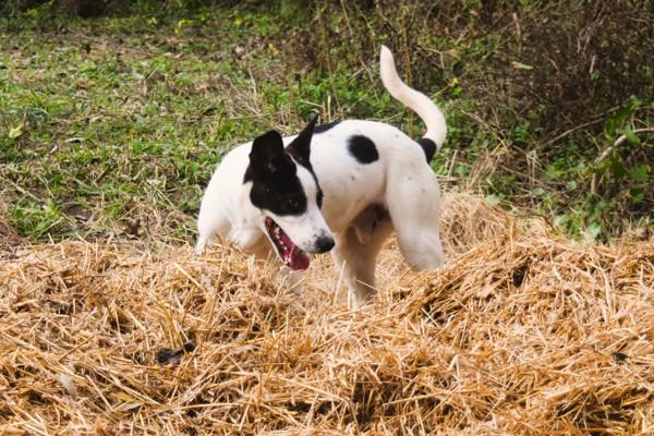 Skipper, Adoptable, Young Male Labrador Retriever.