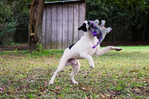 Enlarge Skipper, a Adoptable mixed breed in Mobile, AL image 2/6