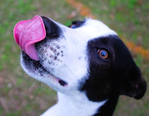 Enlarge Skipper, a Adoptable mixed breed in Mobile, AL image 3/6