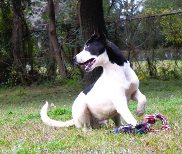 Enlarge Skipper, a Adoptable mixed breed in Mobile, AL image 4/6