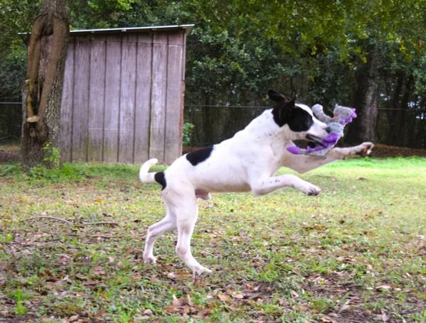 Enlarge Skipper, a Adoptable mixed breed in Mobile, AL image 5/6