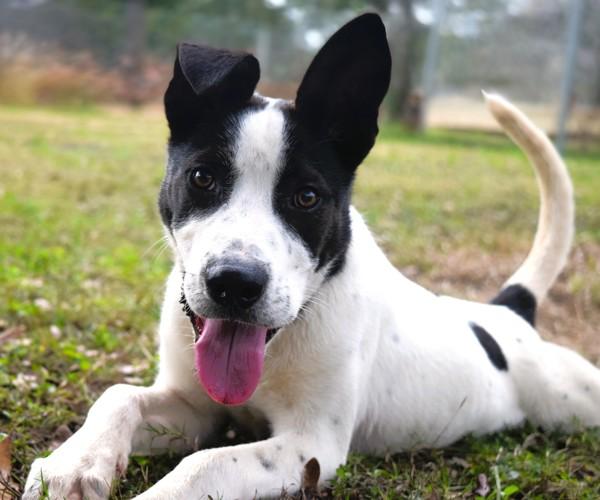Enlarge Skipper, a Adoptable mixed breed in Mobile, AL image 6/6