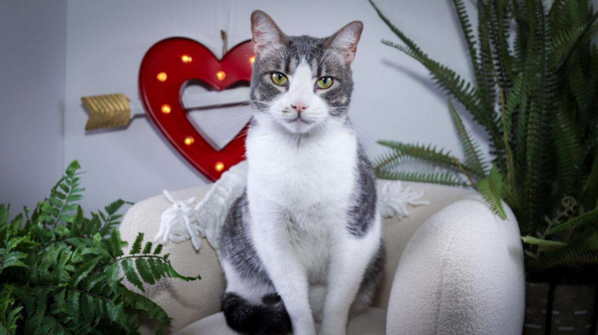 Enlarge Kyle (Ash) & Amy ( Evee), a Adoptable mixed breed in Parker, TX image 5/6