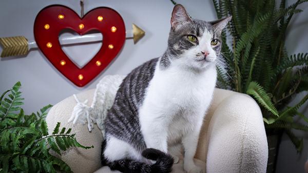 Enlarge Kyle (Ash) & Amy ( Evee), a Adoptable mixed breed in Parker, TX image 3/6