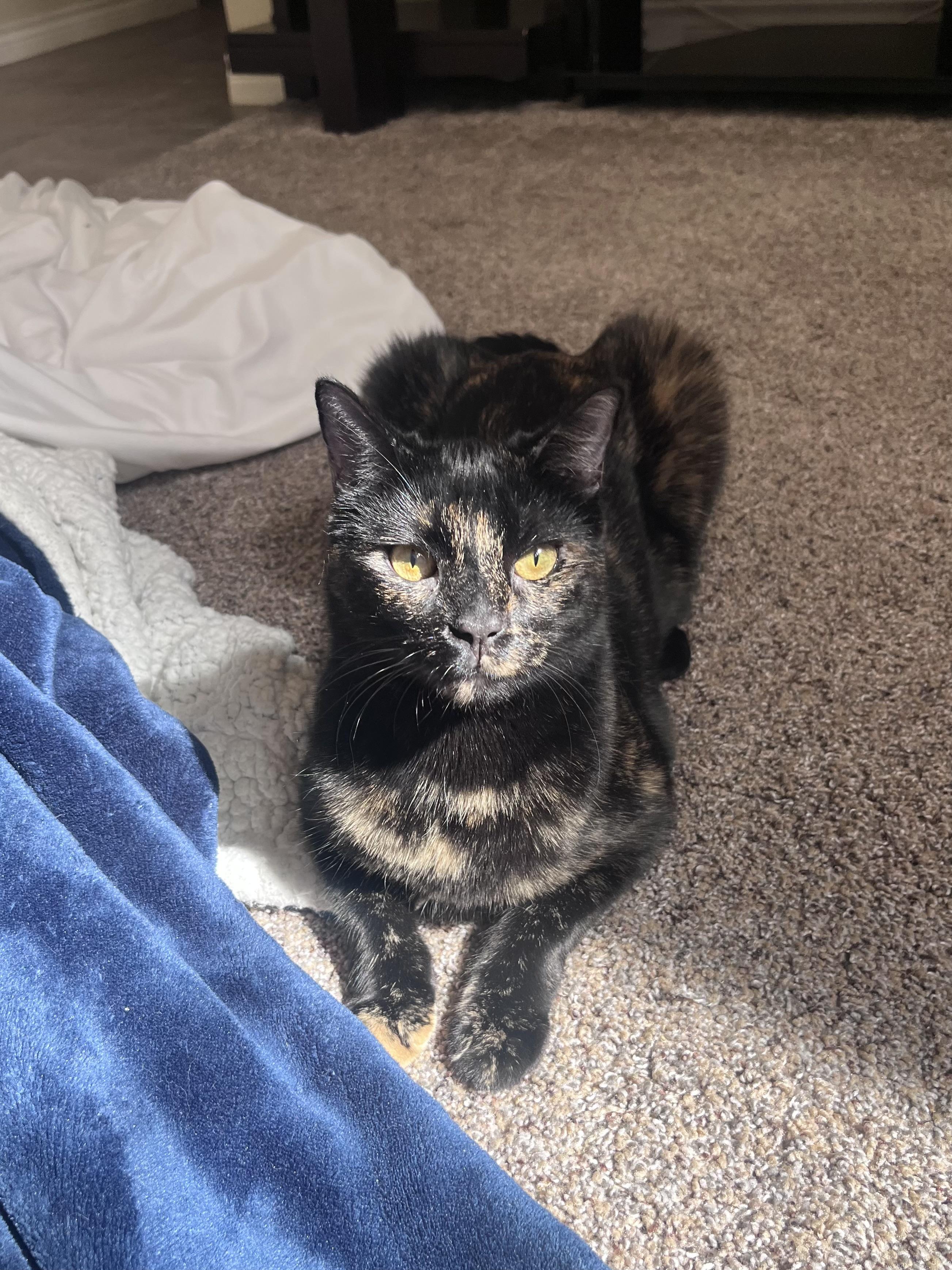 Kyle (Ash) & Amy ( Evee), an adoptable Tuxedo, Domestic Short Hair in Parker, TX, 75002 | Photo Image 3